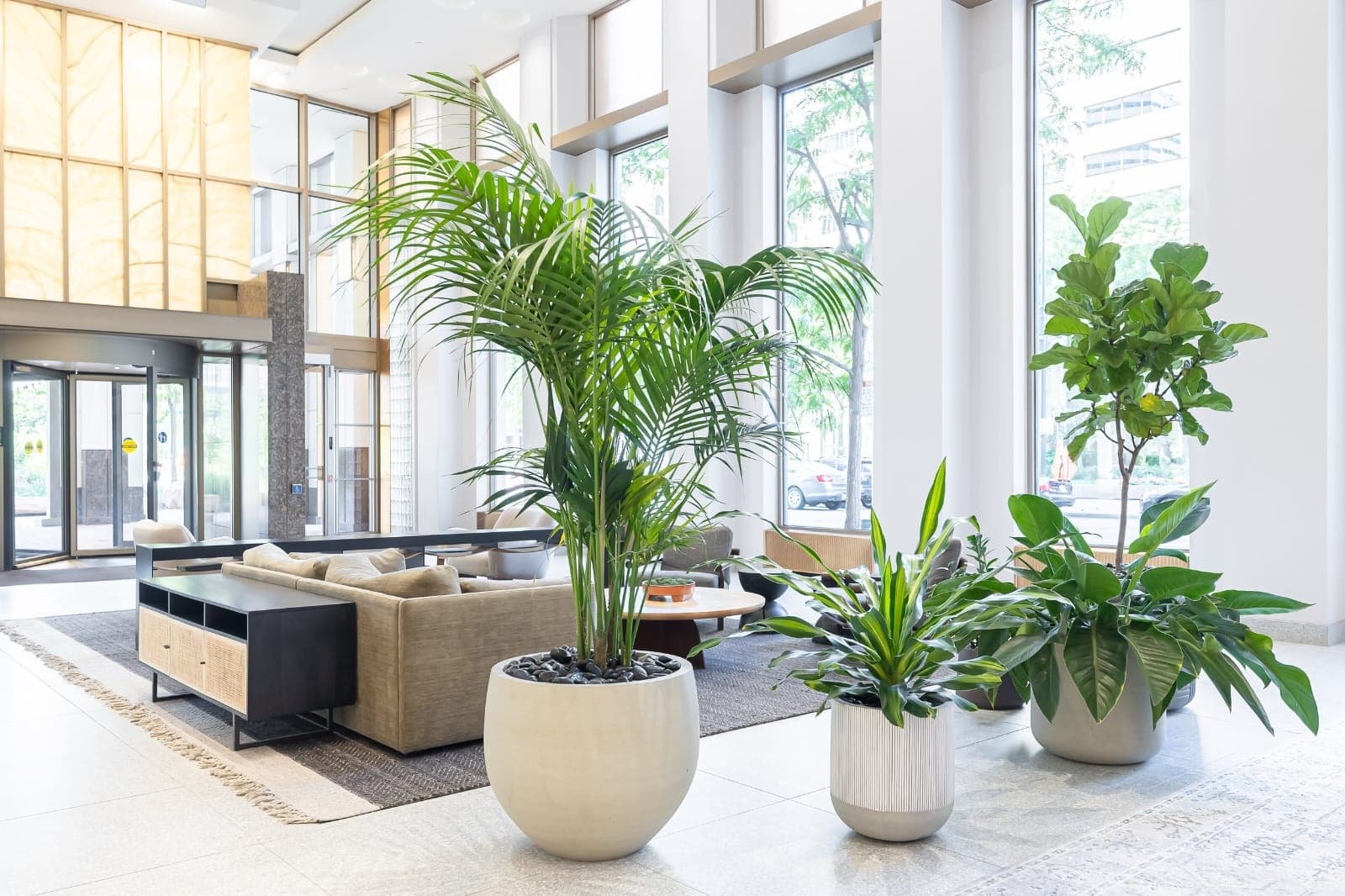 Office lobby plants