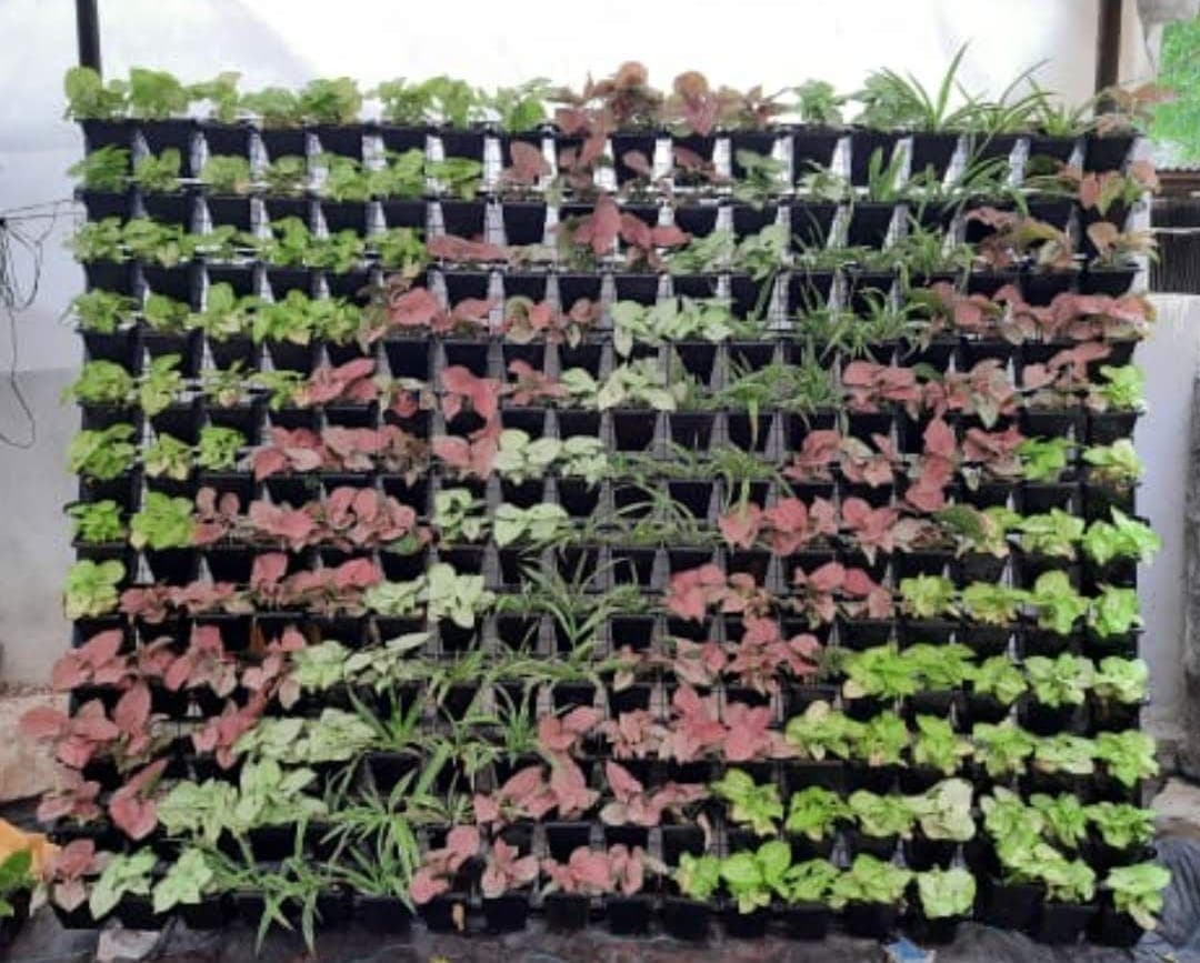 Vertical garden wall